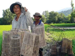 Lên núi đặt lờ