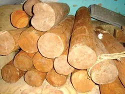 Nhộn nhịp… phá rừng và buôn lậu gỗ