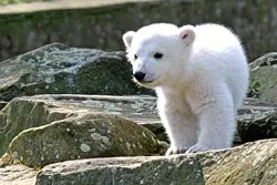 Sở thú lớn nhất thế giới