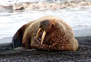 Hải mã di chuyển làm các nhà khoa học lo lắng