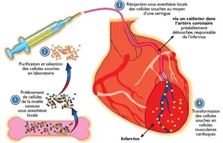 Nobel Y học 2007: Tế bào gốc và các ứng dụng trong y học hiện đại ảnh 2