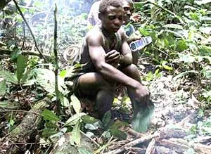 Người Pygmies sẽ tuyệt chủng?
