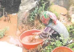 Rủ nhau đi vét wolfram ảnh 2