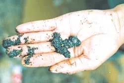 Rủ nhau đi vét wolfram ảnh 3