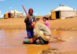 “Ninja” đào vàng