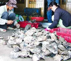 “Mỏ hàu” Long Sơn