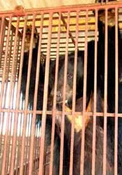 Bi kịch ở “làng nuôi gấu” Phụng Thượng: Người nhỏ lệ, gấu đem cho ảnh 2