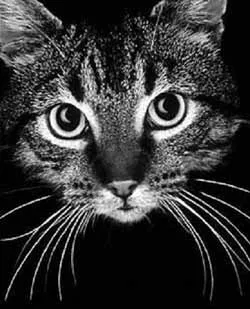 Những bí ẩn chưa có lời giải trên thế giới ảnh 2