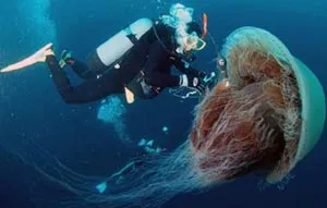 Sứa biển tấn công!