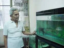 Cá La hán có lên “gù” hay không?