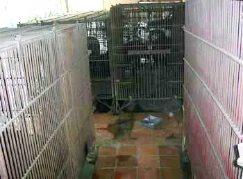 Gắn chíp, gấu vẫn... lên mâm