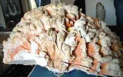 Bắt được cá mập ở... sông ảnh 2