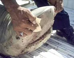 Bắt được cá mập ở... sông