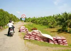 Vẫn không triển khai được Khu bảo tồn sân chim Vàm Hồ