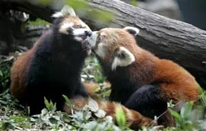 Gấu trúc hôn nhau như... người