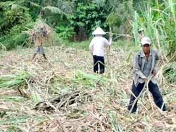 Mía “đắng” đã “ngọt”