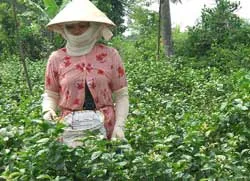 ĐBSCL: Hoa lài được giá