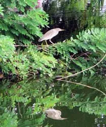 Hồ Trúc Bạch ảnh 3