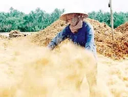 Đằng sau trái dừa lên ngôi ảnh 2