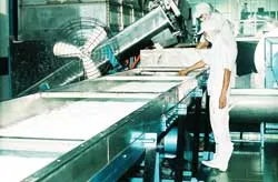 Đằng sau trái dừa lên ngôi