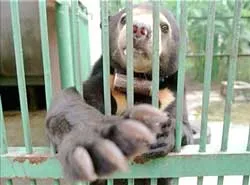 Gấu nhỏ nhất thế giới có nguy cơ tuyệt chủng