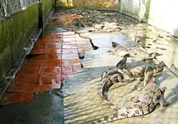 TP Hồ Chí Minh:  Nhiều chuồng cá sấu rất sơ sài