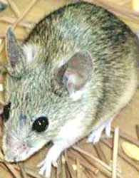 Một phụ nữ Nga sinh 5 ảnh 3