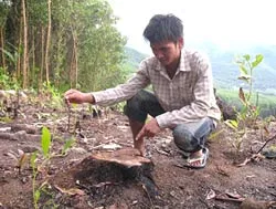 Quảng Ngãi: Người khai hoang, kẻ canh tác