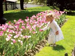 Công viên Boston (Public garden) ảnh 2