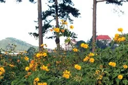 Ông Huỳnh Phong Tranh, Bí thư Tỉnh ủy Lâm Đồng: Festival Hoa Đà Lạt - Dấu ấn phát triển ảnh 2
