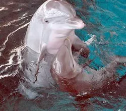 Áo của Pele giá hơn 2 tỷ đồng ảnh 2