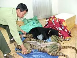 Bắt giữ 3 đối tượng vận chuyển một con cọp và một con gấu