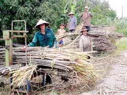 Đường nội tăng giá, đường ngoại tràn ngập