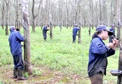 Mang Yang ngày ấy, bây giờ...