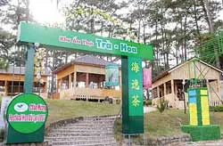 Phố hoa vào hội