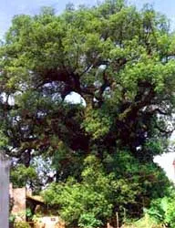 Cây dã hương hơn 1.000 tuổi