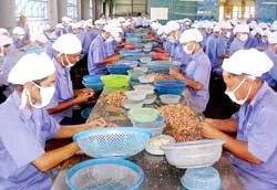 Những tình nguyện viên “U-70”