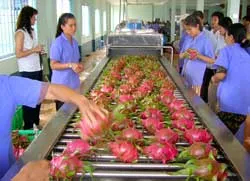 Thiết bị sơ chế trái thanh long