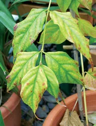 Bài thuốc giải độc lá ngón