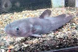 Cá Mịt sông Hồng