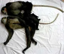 2 con voọc chà vá chân đen bị bắn chết