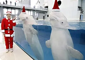 Phát hiện 2 loài thú mới ở Indonesia ảnh 2