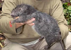 Phát hiện 2 loài thú mới ở Indonesia