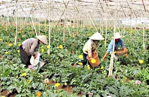 Người trồng vẫn ở bên lề