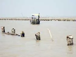 Bẫy thuyền trên dòng Cổ Chiên