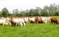 Năm 2007, Công ty TNHH một thành viên Bò sữa TPHCM lãi 37 tỷ đồng