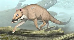 Cá voi từng sống... trên cạn ảnh 2