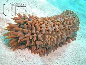 Hải sâm có chất giúp chống bệnh sốt rét