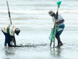 Nghề cào nghêu ở Cần Giờ