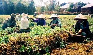 Nhà nông trong cơn bão giá: Đuối!